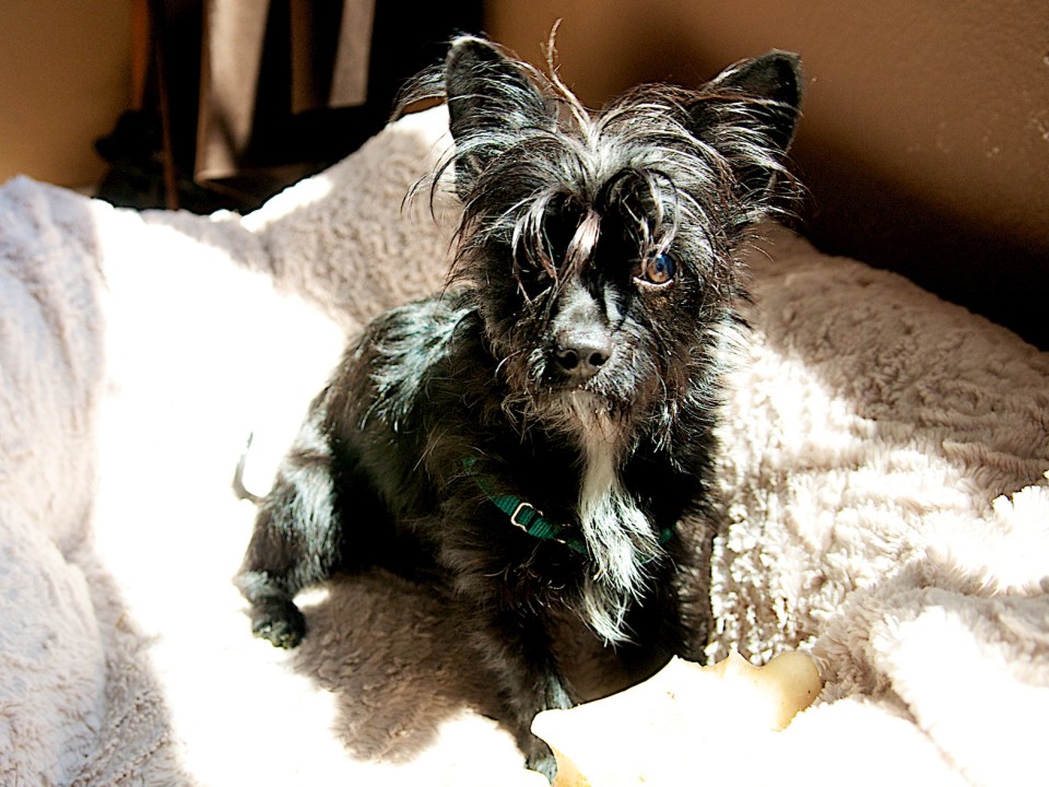 Vinnie - Available for Adoption in TX | Blue Dog Rescue