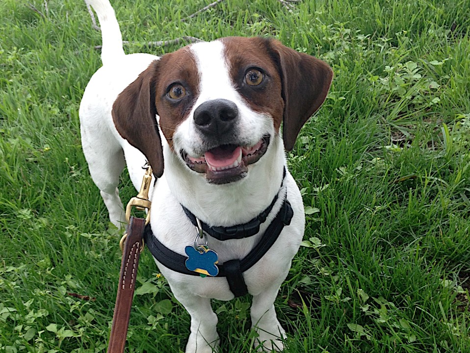 Bagel Byte Available for Adoption in TX Blue Dog Rescue