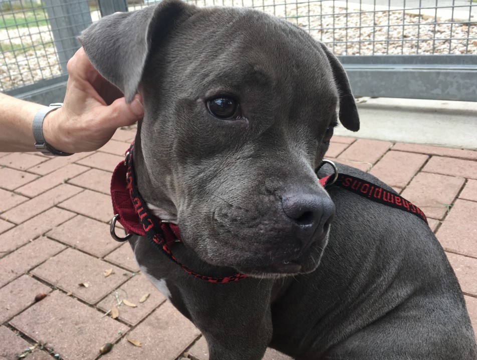 Jojo - Available for Adoption in TX | Blue Dog Rescue