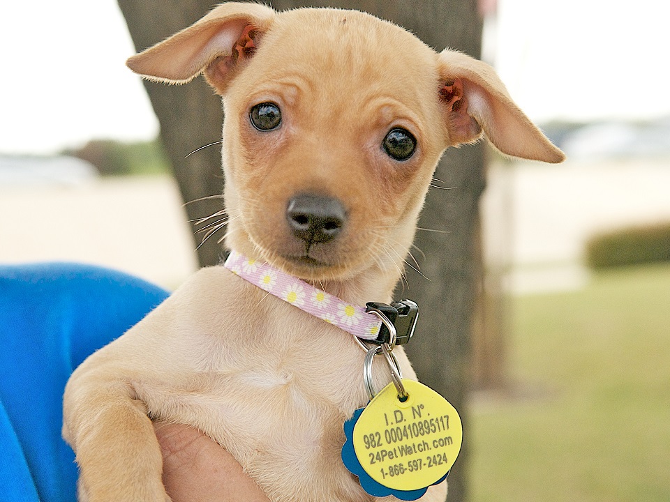rose-available-for-adoption-in-tx-blue-dog-rescue