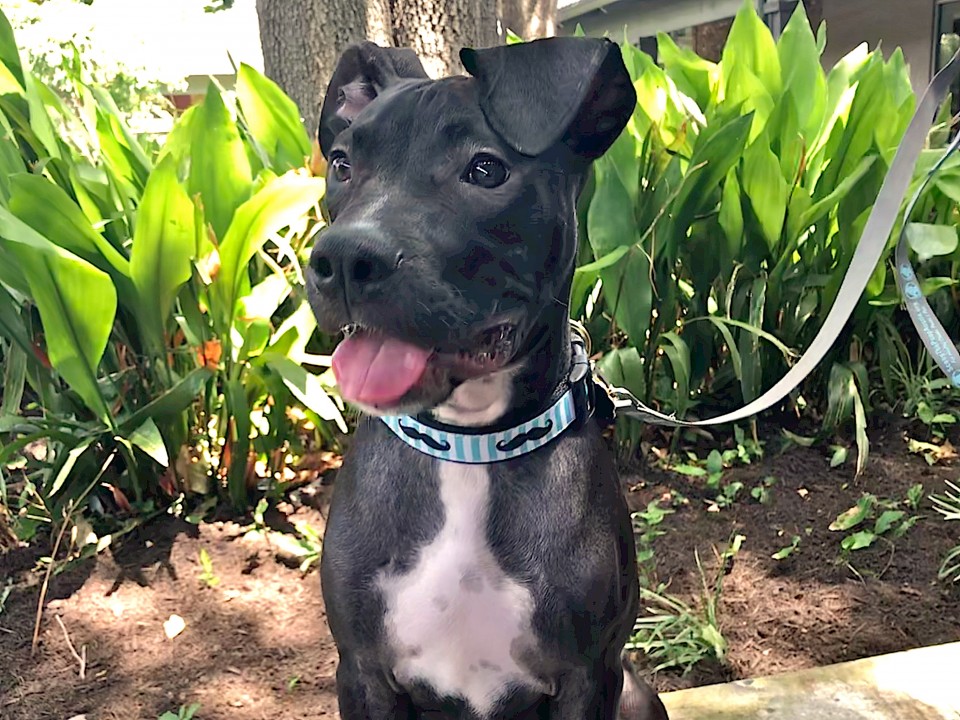Zeus Available For Adoption In TX Blue Dog Rescue