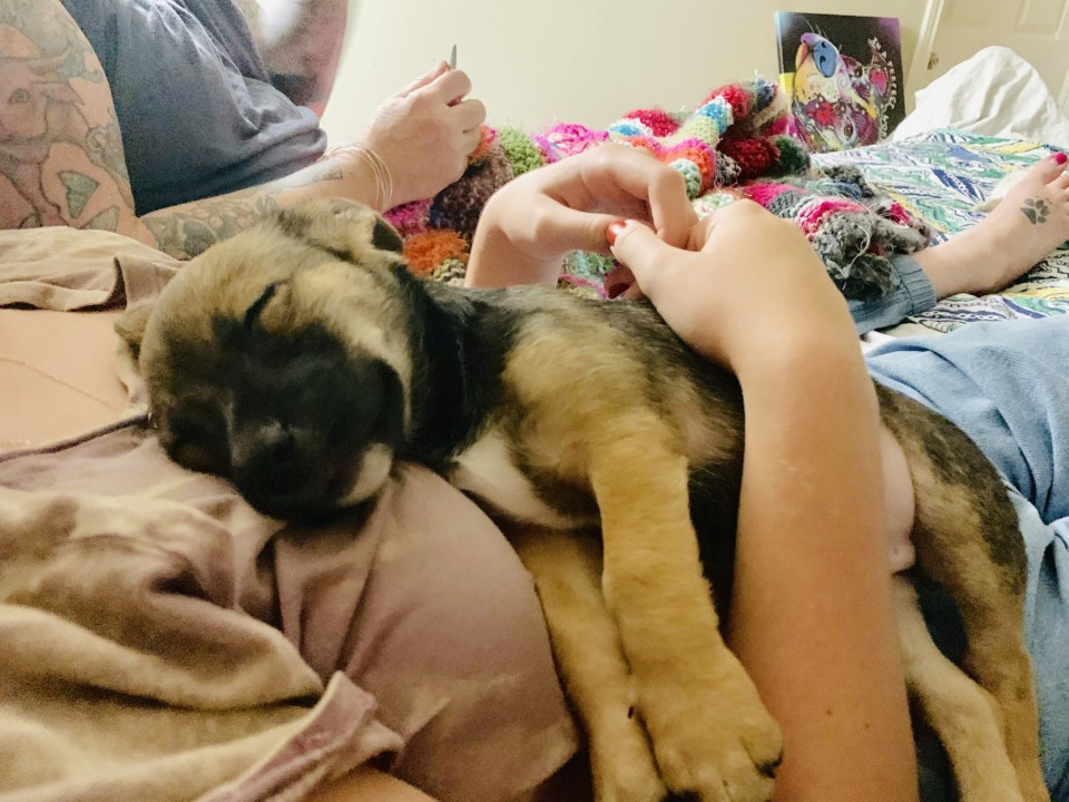 Blue Dog Rescue Adoption & Fostering Texas